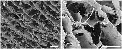 In Vivo Evaluation of Biocompatibility and Chondrogenic Potential of a Cell-Free Collagen-Based Scaffold